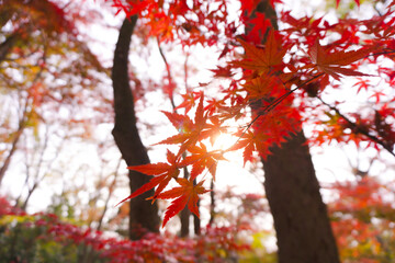 Close-up​ red maple leaves with sunlight.