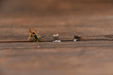 bee and fly enjoy sugar 