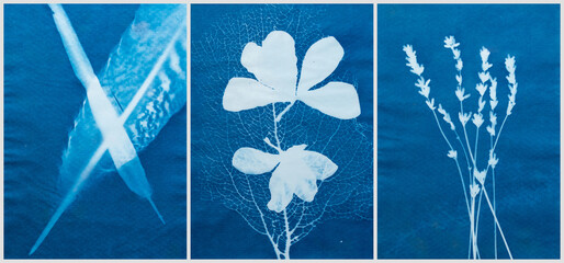 Cyanotype photography, solar photo, special photography method 