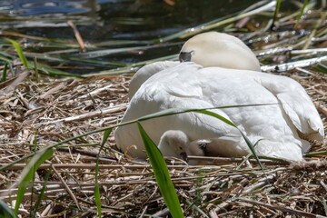 H&ouml;ckerschwan mit K&uuml;ken