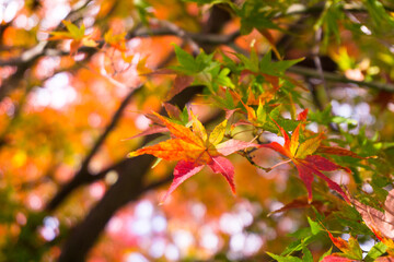 Close-up​ red maple leaves with sunlight.