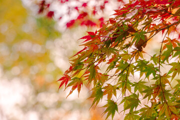 Close-up​ red maple leaves with sunlight.