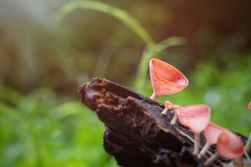Fungi cup,  Red champagne mushrooms on wood in the forest, Thailand.