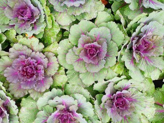 vegetable, health, diet, gardening, vegetarian, agriculture, aroma, background, basil, beautiful, beauty, bright, cauliflower, cauliflower salad, closeup, color, environment, foliage, food, fresh, fre