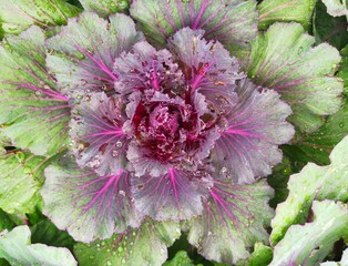 vegetable, health, diet, gardening, vegetarian, agriculture, aroma, background, basil, beautiful,...