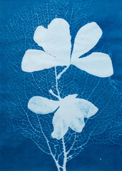 Cyanotype photography, solar photo, special photography method 