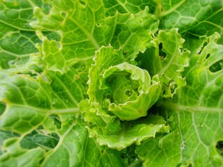 vegetable, health, diet, gardening, vegetarian, agriculture, aroma, background, basil, beautiful, beauty, bright, cauliflower, cauliflower salad, closeup, color, environment, foliage, food, fresh, fre