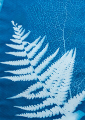 Cyanotype photography, solar photo, special photography method 