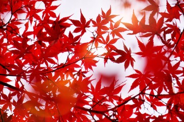 Close-up​ red maple leaves with sunlight.