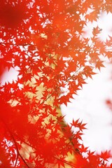 Close-up​ red maple leaves with sunlight.