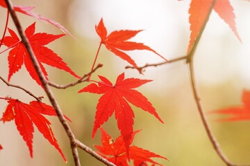 Close-up​ red maple leaves with sunlight.