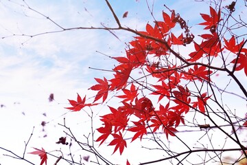 Close-up​ red maple leaves with sunlight.
