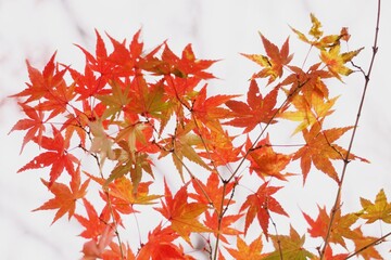 Close-up​ red maple leaves with sunlight.