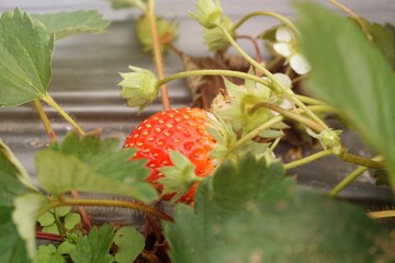 Strawberries that are ripe in the strawberry garden The red color of strawberries is delicious. Their taste is sweet and delicious.