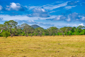 Fototapeta na wymiar Grassland and Forest, Minneriya National Park, Sri Lanka, Asia