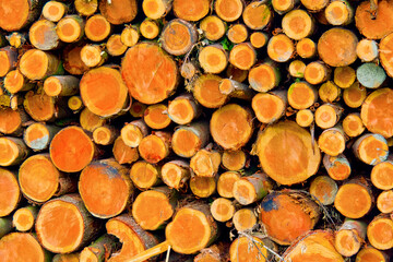 Felled Trees Trunks, Hayedo de Otzarreta, Otzarreta Beech Forest, Gorbeia Natural Park, Bizkaia, Basque Country, Spain, Europe