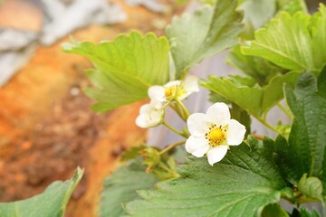 Strawberries that are ripe in the strawberry garden The red color of strawberries is delicious. Their taste is sweet and delicious.