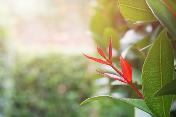 Close-up​ red leaves with sunlight. Nature background.