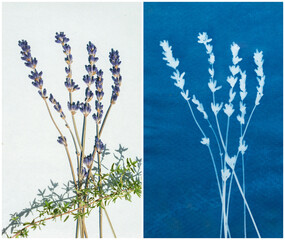 Cyanotype photography, solar photo, special photography method 