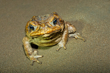 Cane Toad, Giant Neotropical Toad, Marine Toad, Rhinella marina, Marino Ballena National Park, Uvita de Osa, Puntarenas, Costa Rica, Central America, America