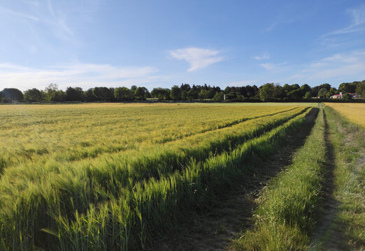 Wiesbaden, Germany - May 31, 2020: Field of the summer sky © lee