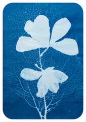 Cyanotype photography, solar photo, special photography method 