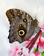 Fototapeta premium Beautiful blue morpho butterfly sitting in pink flowers