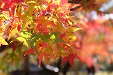 Tofukuji Temple in Japan on autumn season beautyful leaves change colour, Travel destination