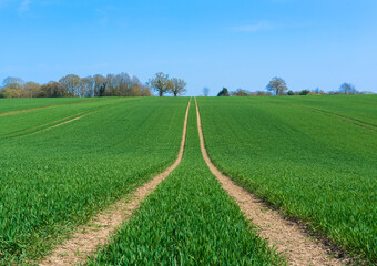 Tractor marks left in a field of newly sown crops. Perry Green, Much Hadham, Hertfordshire. UK