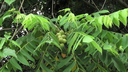 河川敷の野生のクルミの木、6月