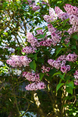 Lilac branch with dark purple flowers and green leaves.