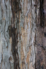 tree bark texture