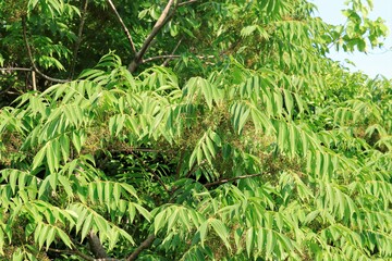 初夏のハゼノキ、ハゼの花。