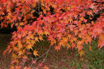 red autumn leaves