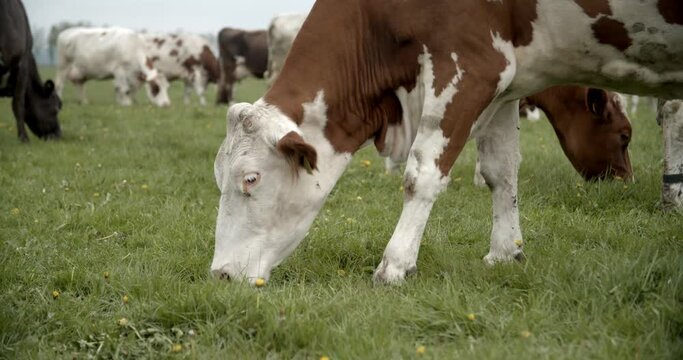 Brown and white cow grazing in field with herd of cows in background