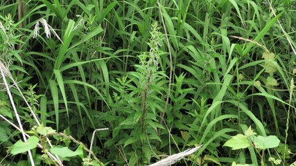 初夏のホソバイラクサ、6月初旬に初夏のホソバイラクサ、6月初旬に川辺で