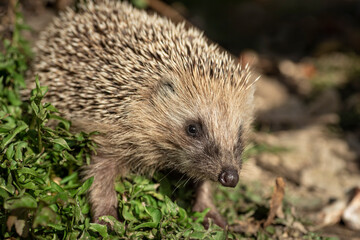 Wild hedgehog in its natural habitat