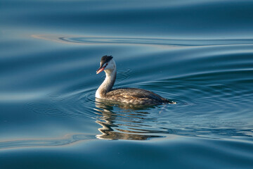 Great crested grebe (Podiceps cristatus), waterfowl is in the water of Lake Zug