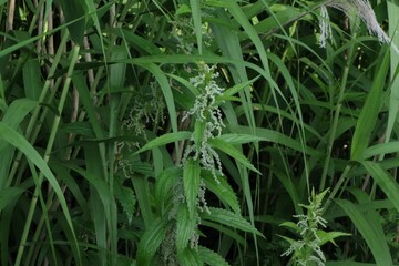 初夏のホソバイラクサ、6月初旬に川辺で