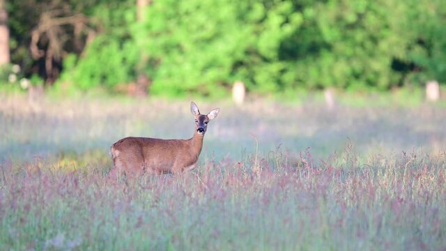 Roe deer female with blind eye standing in the meadow and look, summer, (capreolus capreolus), germany
