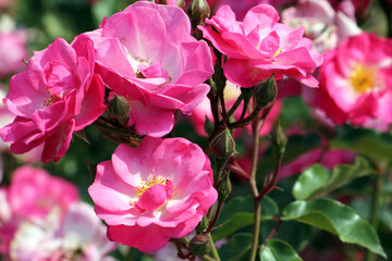 HI-Ho blooming miniature rose close-up