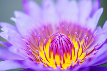 Purple Bloom Blossom Lotus Flower
