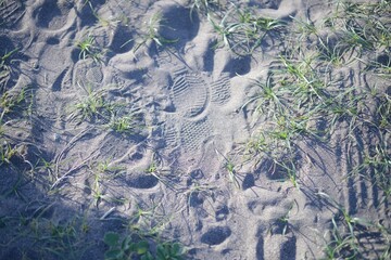 砂浜　雑草と足跡