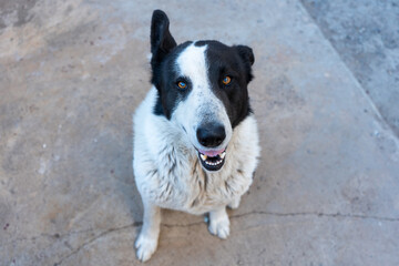Funny dog Russian-European Laika, raised at the top of the ear