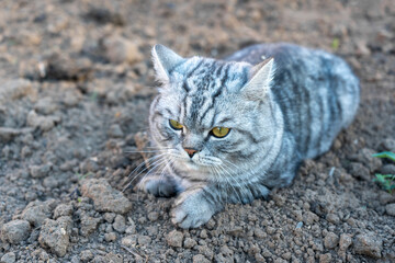 Naklejka premium a grey furry cat with a serious look is sitting on the ground