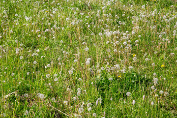 meadow with ripened dandelions on a sunny summer day