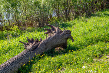 tree root on grass texture closeup