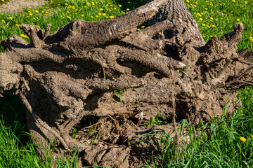 tree root on grass texture closeup