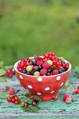 Garden berries - red and black currants, gooseberries, raspberries in a red bowl in polka dots on an old board with peeling paint and against the background of nature. Soft focus. 