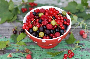 Garden berries - red and black currants, gooseberries, raspberries in a red bowl in polka dots on an old board with peeling paint and against the background of nature. Soft focus. 